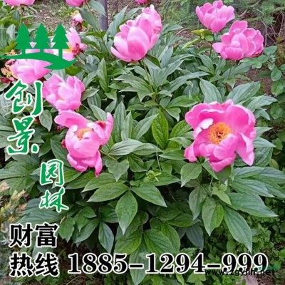 紅花繼木 紅花繼木球 常年出售優(yōu)質(zhì)苗木 沭陽基地直供