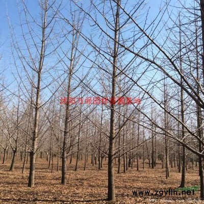 萬綠園林竹子價格_竹子圖片_竹子產地_竹子基地