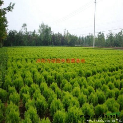 萬雞爪槭 價格_雞爪槭 圖片_雞爪槭 產地_雞爪槭 綠化苗木