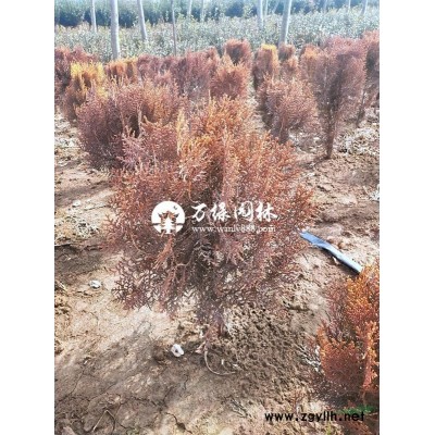 萬綠園林棣棠價格_棣棠圖片_棣棠產地_棣棠綠化苗木苗圃基地