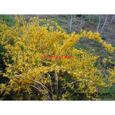 萬綠園林紅花木槿價格_紅花木槿產地_紅花木槿綠化苗木苗圃基地