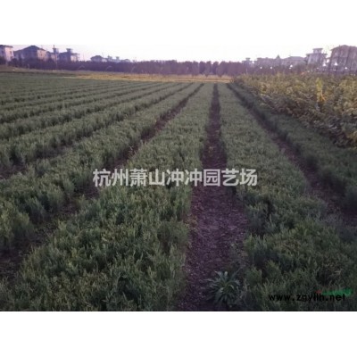 供應(yīng)精品紅梅
