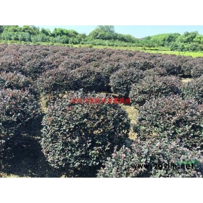 萬紫葉李價格_紫葉李圖片_紫葉李產(chǎn)地_紫葉李綠化苗木苗圃基地