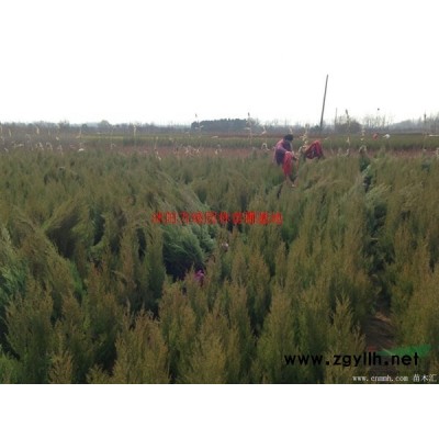 萬綠園林櫻花價格_櫻花圖片_櫻花產地_櫻花綠化苗木苗圃基地