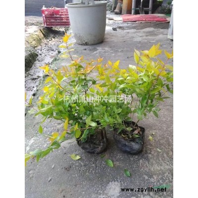供應(yīng)精品茶梅