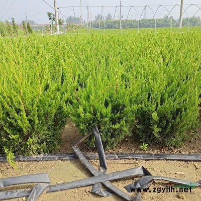 萬綠園林法國冬青價格_法國冬青產地_法國冬青綠化苗木苗圃基地