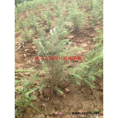 萬綠園林速生法桐價格_速生法桐產地_速生法桐綠化苗木苗圃基地