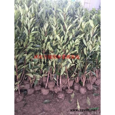 萬綠園林垂柳價格_垂柳圖片_垂柳產(chǎn)地_垂柳綠化苗木苗圃基地