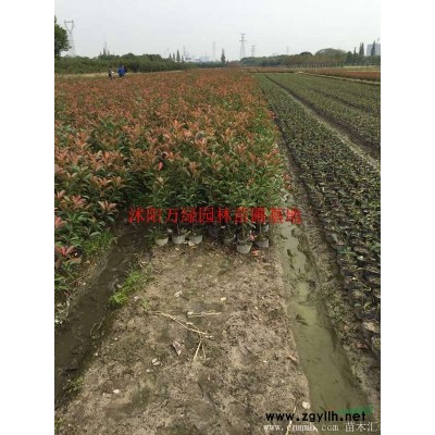 萬綠園林青桐價格_青桐圖片_青桐產地_青桐綠化苗木苗圃基地