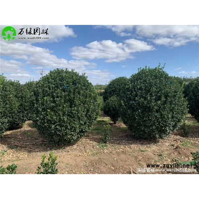 [瓜子黃楊球]苗圃瓜子黃楊球_價格_圖片