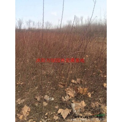 萬綠園林綠梅價格_綠梅圖片_綠梅產(chǎn)地_綠梅綠化苗木苗圃基地