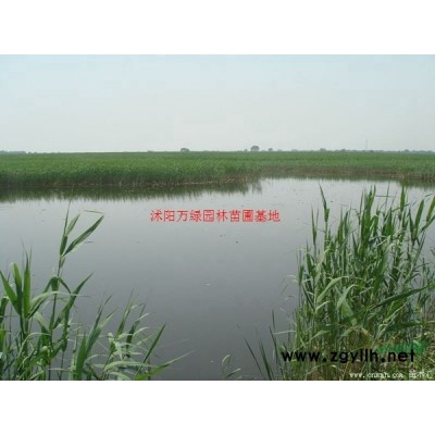 萬綠園林絲蘭價格_絲蘭圖片_絲蘭產地_絲蘭綠化苗木苗圃基地