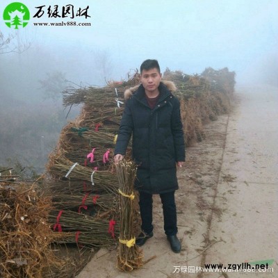萬綠園林玉邊黃楊價格_玉邊黃楊產地_玉邊黃楊綠化苗木苗圃基地