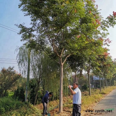 萬綠園林金銀木圖片-金銀木價格-綠化苗木基地產地直銷