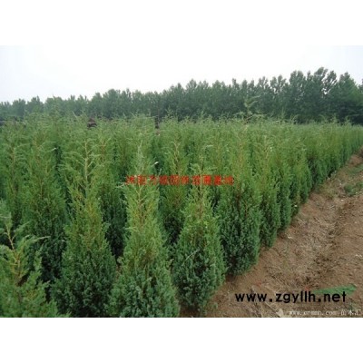 萬綠園林紫藤價格_紫藤基地_紫藤產(chǎn)地_紫藤綠化苗木苗圃基地