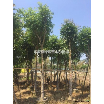 優(yōu)質(zhì)特價金桂 桂花產(chǎn)地直銷