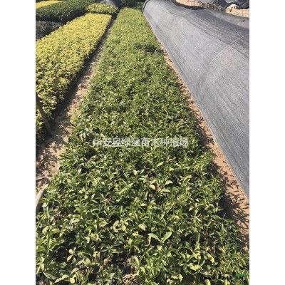 福建黃金寶樹 新高度2米  批發(fā)/供應(yīng)