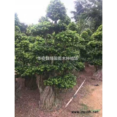 優(yōu)質(zhì)特價黃金寶樹產(chǎn)地直銷 量大從優(yōu)