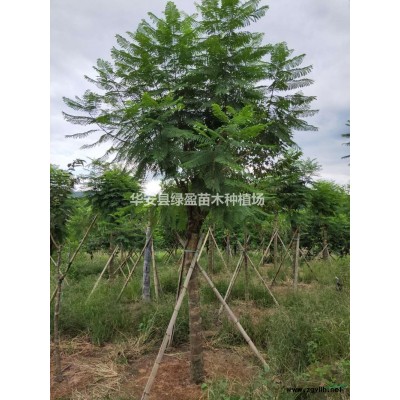 福建12公分，15公分黃花風鈴木 批發/供應