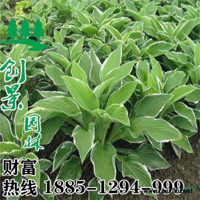 紫穗槐_專業種植基地_優質種植_價格優惠