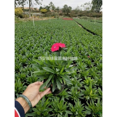 10到20公分黃花風鈴木基地  大小規格*