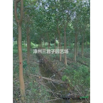 加拿利海棗