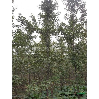湖南造型榆樹 杜英、桂花、紅楓、白玉蘭、羅漢松