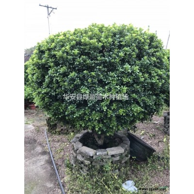 優質特價黃花槐產地直銷 價格實惠