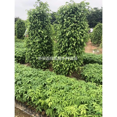優質特價黃葛樹，大葉榕產地直銷  量大從優