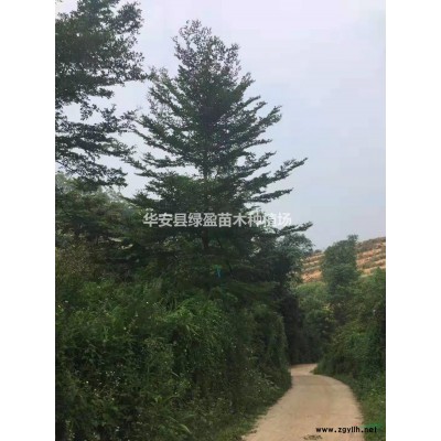 福建琴葉珊瑚批發/供應