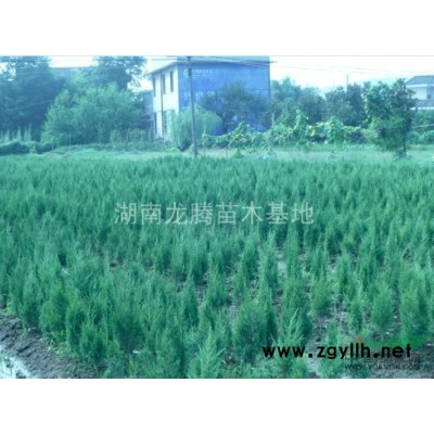 湖南供應(yīng)各種規(guī)格的杜英 杜英小苗