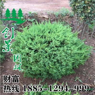 金銀花--哪里有金銀花苗--金銀花苗多少錢--基地直銷