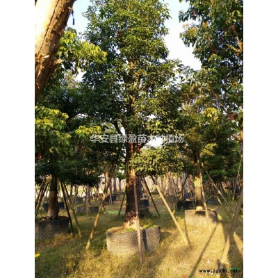 福建供應(yīng)火山榕規(guī)格*
