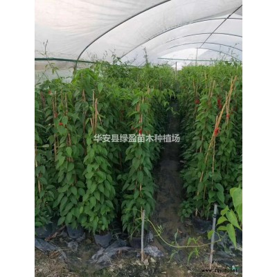 黃金寶樹2米高1米寬行情報價  圖片展示