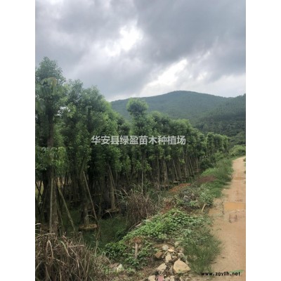 福建黃花槐批發/供應 來電咨詢有折扣