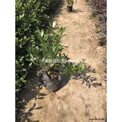 福建供應(yīng)金桂 桂花 規(guī)格* 基地直供 量大從優(yōu)