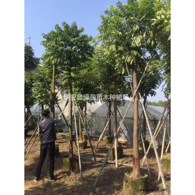 福建雞蛋花批發(fā)/供應(yīng)