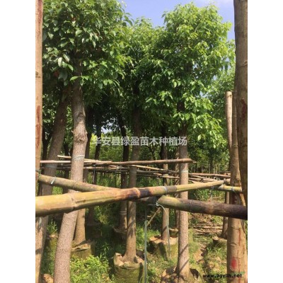 福建黃金寶樹新報價 咨詢綠盈苗木