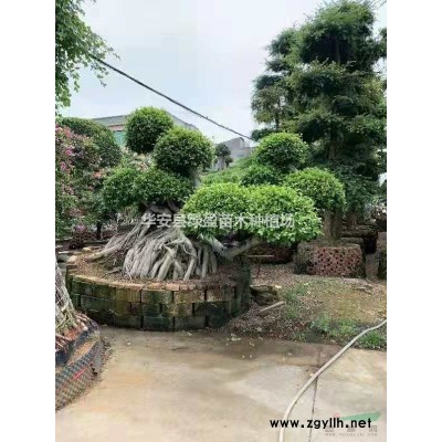 大小規(guī)格黃金寶樹基地 福建直供 價格實惠