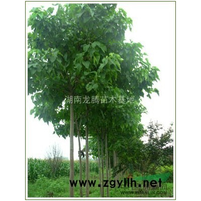 湖南供應(yīng)法國(guó)冬青苗 法國(guó)冬青價(jià)格