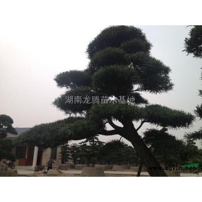 湖南羅漢松供應(yīng) 廣玉蘭、香樟、 杜英、桂花