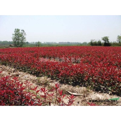 供應(yīng)各種規(guī)格的紅葉石楠小苗