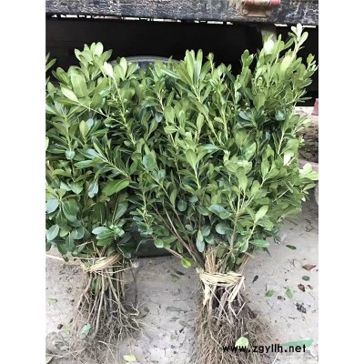 繡球花_繡球花價格_繡球花批發(fā)報價