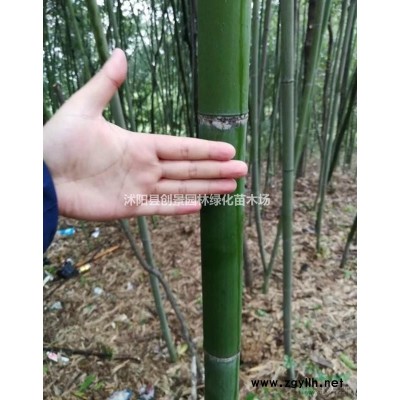 【平枝荀子】平枝荀子批發價格_基地圖片_產地報價表_