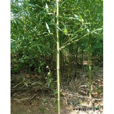 【繡線菊】繡線菊_報價表_圖片_產地行情-地被灌木