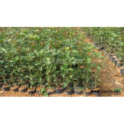湖南造型榆樹供應(yīng) 杜英、桂花