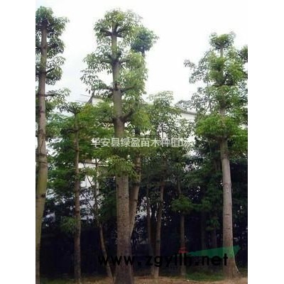 福建供應黃花風鈴木規格* 產地直供