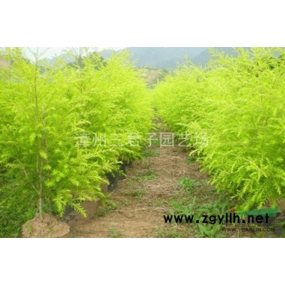 加拿利海棗報價|圖片