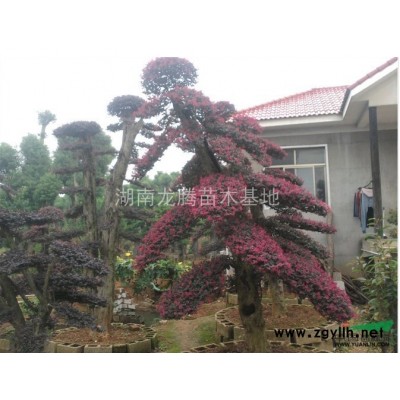 供應(yīng)各種規(guī)格的羅漢松樹(shù) 羅漢松 造型羅漢松