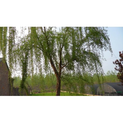 江蘇蜀檜 塔柏 塔松哪里好/哪家便宜 塔柏價(jià)格